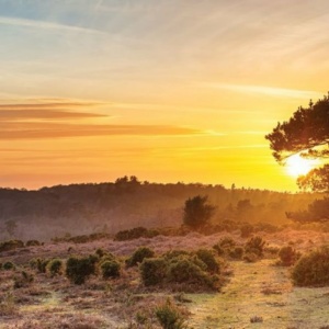 Cheminée électrique British Fires New Forest 1200 — Cheminées Sparte Toulouse
